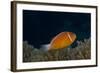 Pink Anemonefish in its Host Anenome, Fiji-Stocktrek Images-Framed Photographic Print