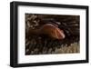 Pink Anemonefish in its Host Anenome, Fiji-Stocktrek Images-Framed Photographic Print