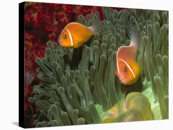 Pink Anemonefish in Magnificant Sea Anemone-Hal Beral-Stretched Canvas