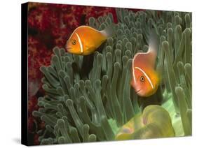 Pink Anemonefish in Magnificant Sea Anemone-Hal Beral-Stretched Canvas