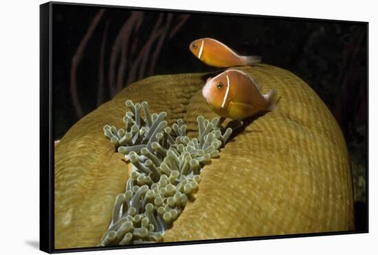 Pink Anemonefish in Magnificant Sea Anemone-Hal Beral-Framed Stretched Canvas