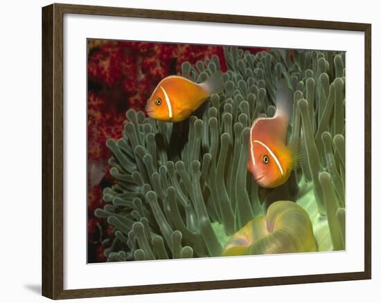 Pink Anemonefish in Magnificant Sea Anemone-Hal Beral-Framed Photographic Print