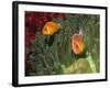 Pink Anemonefish in Magnificant Sea Anemone-Hal Beral-Framed Photographic Print