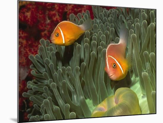 Pink Anemonefish in Magnificant Sea Anemone-Hal Beral-Mounted Photographic Print