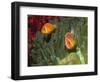 Pink Anemonefish in Magnificant Sea Anemone-Hal Beral-Framed Photographic Print