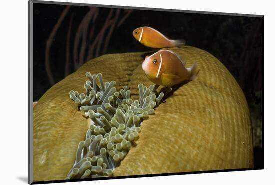 Pink Anemonefish in Magnificant Sea Anemone-Hal Beral-Mounted Photographic Print