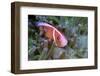 Pink Anemonefish Or Pink Skunk Clownfish (Amphiprion Perideraion)-Constantinos Petrinos-Framed Photographic Print