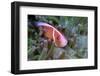 Pink Anemonefish Or Pink Skunk Clownfish (Amphiprion Perideraion)-Constantinos Petrinos-Framed Photographic Print