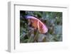 Pink Anemonefish Or Pink Skunk Clownfish (Amphiprion Perideraion)-Constantinos Petrinos-Framed Photographic Print