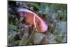 Pink Anemonefish Or Pink Skunk Clownfish (Amphiprion Perideraion)-Constantinos Petrinos-Mounted Photographic Print