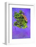 Pink anemonefish sheltering in a Magnificent sea anemone-Alex Mustard-Framed Photographic Print