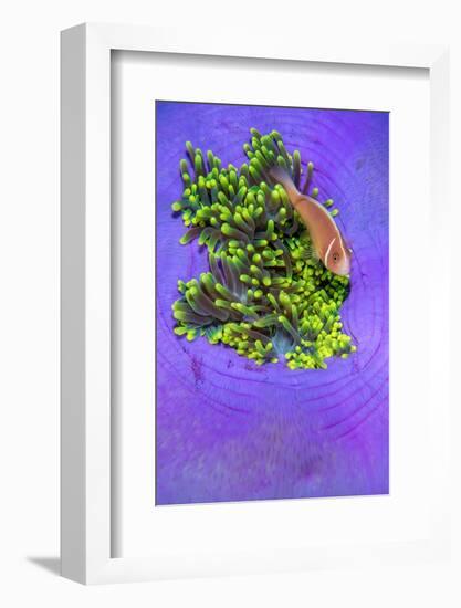 Pink anemonefish sheltering in a Magnificent sea anemone-Alex Mustard-Framed Photographic Print