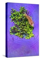 Pink anemonefish sheltering in a Magnificent sea anemone-Alex Mustard-Stretched Canvas