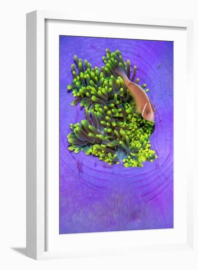 Pink anemonefish sheltering in a Magnificent sea anemone-Alex Mustard-Framed Photographic Print