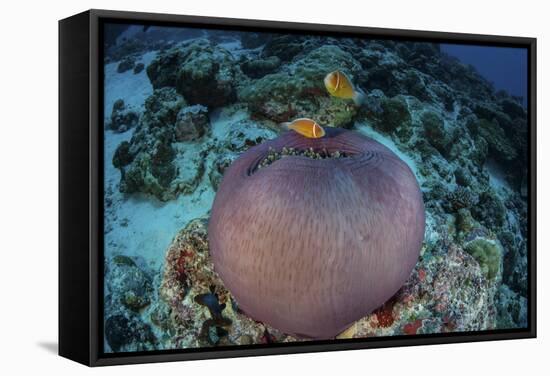 Pink Anemonefish Swim Close to their Host Anemone-Stocktrek Images-Framed Stretched Canvas