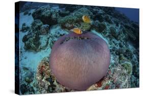 Pink Anemonefish Swim Close to their Host Anemone-Stocktrek Images-Stretched Canvas