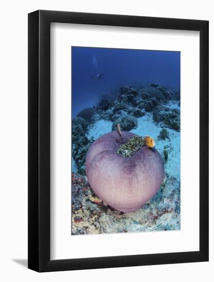 Pink Anemonefish Swim Close to their Host Anemone-Stocktrek Images-Framed Photographic Print