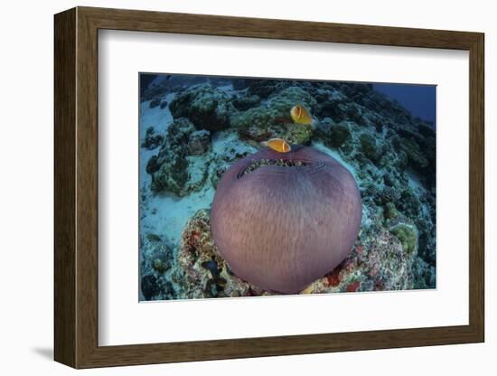 Pink Anemonefish Swim Close to their Host Anemone-Stocktrek Images-Framed Photographic Print