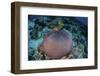 Pink Anemonefish Swim Close to their Host Anemone-Stocktrek Images-Framed Photographic Print