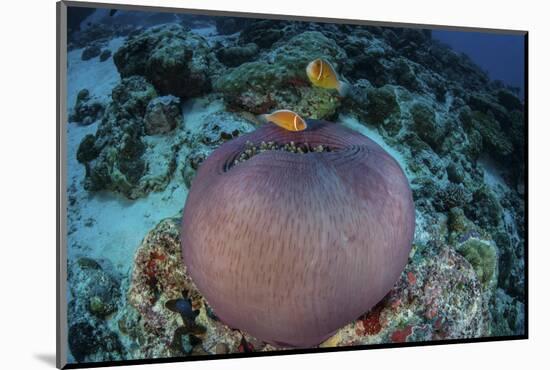 Pink Anemonefish Swim Close to their Host Anemone-Stocktrek Images-Mounted Photographic Print