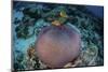 Pink Anemonefish Swim Close to their Host Anemone-Stocktrek Images-Mounted Photographic Print