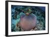 Pink Anemonefish Swim Close to their Host Anemone-Stocktrek Images-Framed Photographic Print