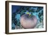 Pink Anemonefish Swim Close to their Host Anemone-Stocktrek Images-Framed Photographic Print