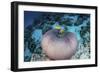 Pink Anemonefish Swim Close to their Host Anemone-Stocktrek Images-Framed Photographic Print