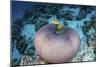 Pink Anemonefish Swim Close to their Host Anemone-Stocktrek Images-Mounted Photographic Print