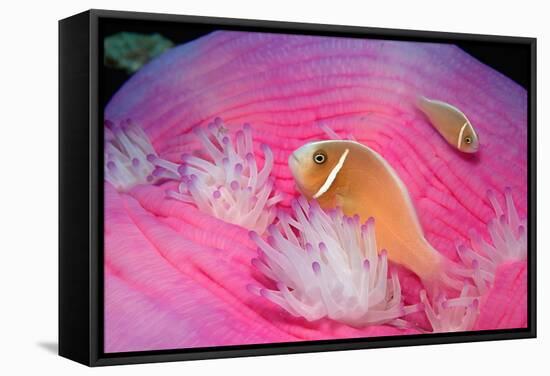 Pink Anemonefishes in a Sea Anemone (Amphiprion Perideraion), Pacific Ocean.-Reinhard Dirscherl-Framed Stretched Canvas