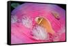 Pink Anemonefishes in a Sea Anemone (Amphiprion Perideraion), Pacific Ocean.-Reinhard Dirscherl-Framed Stretched Canvas