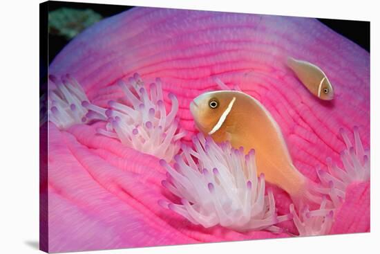 Pink Anemonefishes in a Sea Anemone (Amphiprion Perideraion), Pacific Ocean.-Reinhard Dirscherl-Stretched Canvas
