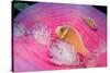 Pink Anemonefishes in a Sea Anemone (Amphiprion Perideraion), Pacific Ocean.-Reinhard Dirscherl-Stretched Canvas