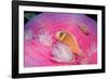 Pink Anemonefishes in a Sea Anemone (Amphiprion Perideraion), Pacific Ocean.-Reinhard Dirscherl-Framed Photographic Print