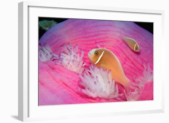 Pink Anemonefishes in a Sea Anemone (Amphiprion Perideraion), Pacific Ocean.-Reinhard Dirscherl-Framed Photographic Print