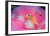 Pink Anemonefishes in a Sea Anemone (Amphiprion Perideraion), Pacific Ocean.-Reinhard Dirscherl-Framed Photographic Print