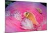 Pink Anemonefishes in a Sea Anemone (Amphiprion Perideraion), Pacific Ocean.-Reinhard Dirscherl-Mounted Photographic Print