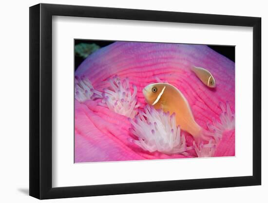 Pink Anemonefishes in a Sea Anemone (Amphiprion Perideraion), Pacific Ocean.-Reinhard Dirscherl-Framed Photographic Print