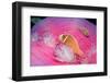 Pink Anemonefishes in a Sea Anemone (Amphiprion Perideraion), Pacific Ocean.-Reinhard Dirscherl-Framed Photographic Print