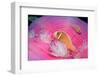 Pink Anemonefishes in a Sea Anemone (Amphiprion Perideraion), Pacific Ocean.-Reinhard Dirscherl-Framed Photographic Print