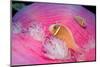 Pink Anemonefishes in a Sea Anemone (Amphiprion Perideraion), Pacific Ocean.-Reinhard Dirscherl-Mounted Photographic Print