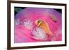 Pink Anemonefishes in a Sea Anemone (Amphiprion Perideraion), Pacific Ocean.-Reinhard Dirscherl-Framed Photographic Print