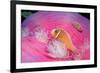 Pink Anemonefishes in a Sea Anemone (Amphiprion Perideraion), Pacific Ocean.-Reinhard Dirscherl-Framed Photographic Print