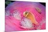 Pink Anemonefishes in a Sea Anemone (Amphiprion Perideraion), Pacific Ocean.-Reinhard Dirscherl-Mounted Photographic Print