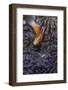 Pink Anenomefish (Amphoprion Perideraion) Dominant Female-Louise Murray-Framed Photographic Print