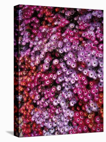 Pink Annual Summer Flowers-Arctic-Images-Stretched Canvas