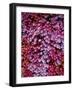 Pink Annual Summer Flowers-Arctic-Images-Framed Photographic Print