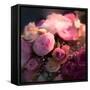 Pink Arrangement-Dan Meneely-Framed Stretched Canvas