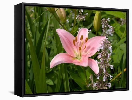 Pink Asiatic Lily, Reading, Massachusetts, USA-Lisa S. Engelbrecht-Framed Stretched Canvas