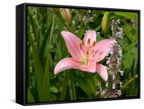 Pink Asiatic Lily, Reading, Massachusetts, USA-Lisa S. Engelbrecht-Framed Stretched Canvas